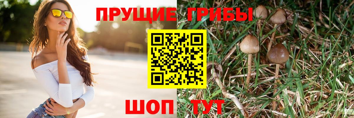 Псилоцибиновые грибы GOLDEN TEACHER  купить наркотики цена  Курчатов  Вход с VPN  Псилоцибиновые грибы прущие грибы 